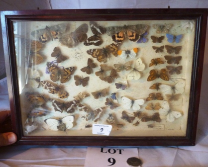 Butterfly specimens, cased est: £20-£30 (A2)