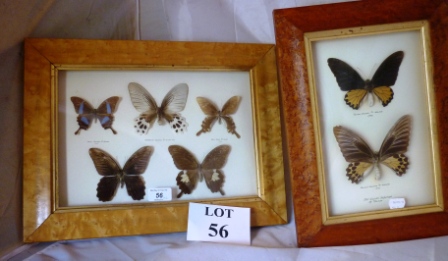 Taxidermy interest: Five decorative moths displayed in a burr wood and glazed frame; another