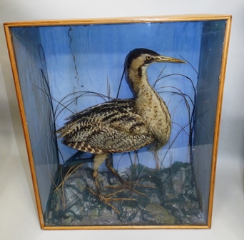 A VICTORIAN BIRD with mottled plumage portrayed in habitat, in pine glazed case, 63 x 52cm