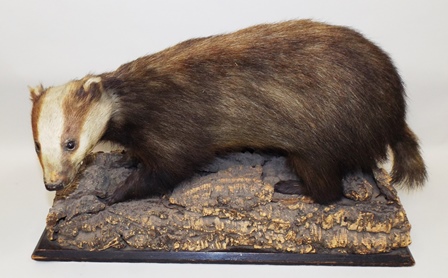 A VICTORIAN BADGER modelled open mounted on a rocky base, 43cm x 73cm