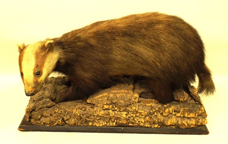 A VICTORIAN BADGER modelled open mounted on a rocky base, 43cm x 73cm - Image 2 of 2