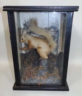 A VICTORIAN RED SQUIRREL portrayed in habitat, in black painted glazed case, 38 x 26cm - Image 2 of 2