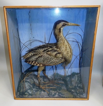 A VICTORIAN BIRD with mottled plumage portrayed in habitat, in pine glazed case, 63 x 52cm - Image 2 of 3