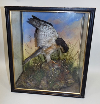 A VICTORIAN SPARROW HAWK perched at the kill, in black painted case, 49 x 42cm