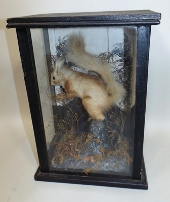 A VICTORIAN RED SQUIRREL portrayed in habitat, in black painted glazed case, 38 x 26cm