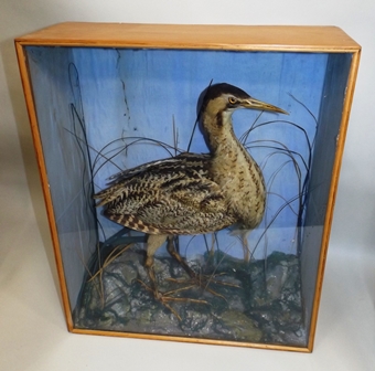 A VICTORIAN BIRD with mottled plumage portrayed in habitat, in pine glazed case, 63 x 52cm - Image 3 of 3