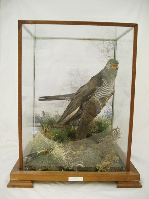 CUCKOO modelled on a branch in a naturalistic setting before a painted backdrop, in stained wood