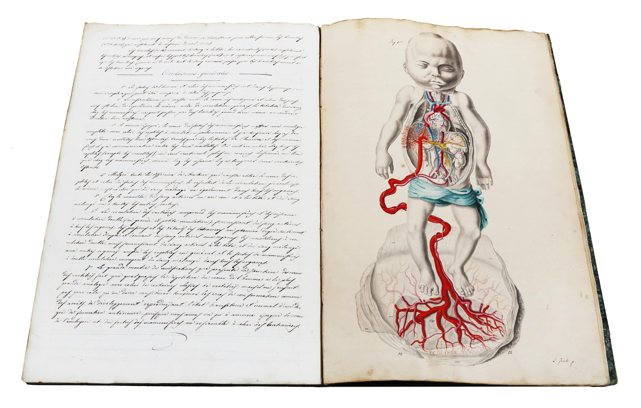 Martin-Saint-Ange Gaspard Joseph. Circulation du sang consideree chez le foetus de l`homme. 1830