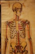 A collection of 6 late 19th to early 20th century educational anatomical scrolls and "Baillieres