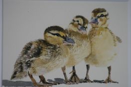 Phillip Knaggs Watercolour Signed"A trio of ducklings"12 cm x 17 cm