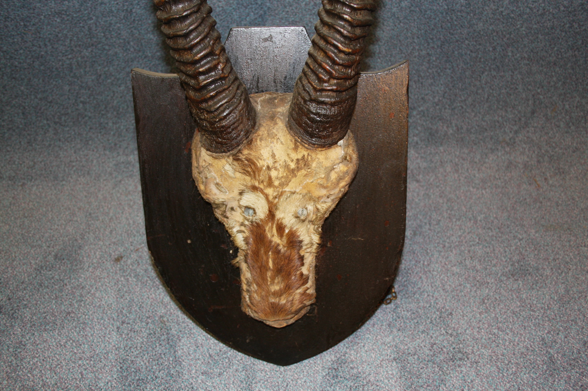 A large pair of mounted antelope horns. 94 cm long - Image 2 of 2