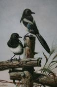 Charles Jeffares (New Zealand) Oil on canvas Signed"A pair of magpies sitting on a fence"50 cm x 40