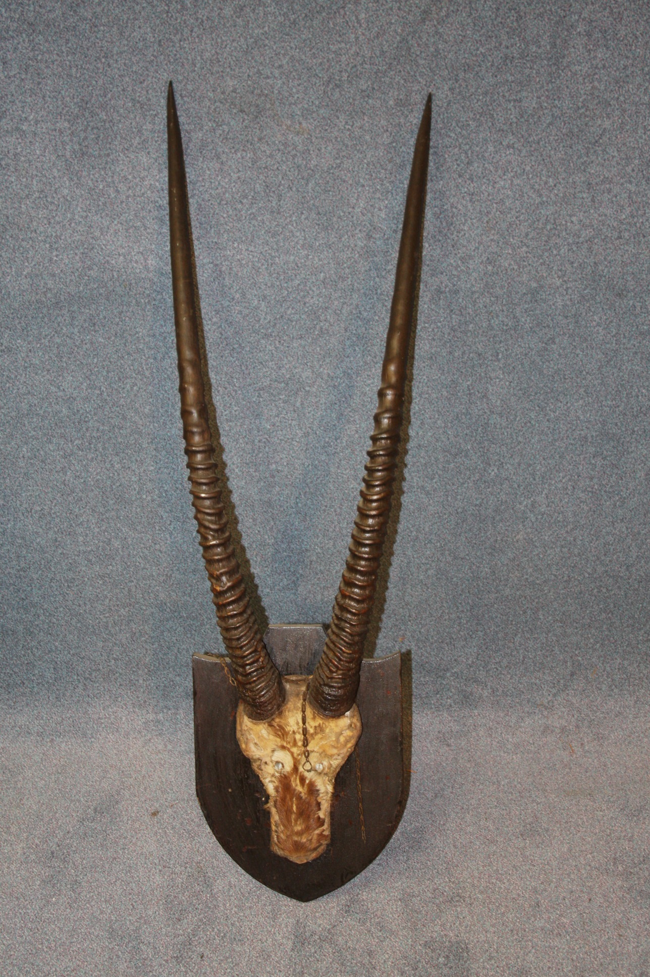 A large pair of mounted antelope horns. 94 cm long