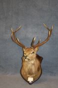 A mounted stag`s head with nine points "Mr Majestic" Isle of Skye 1975.