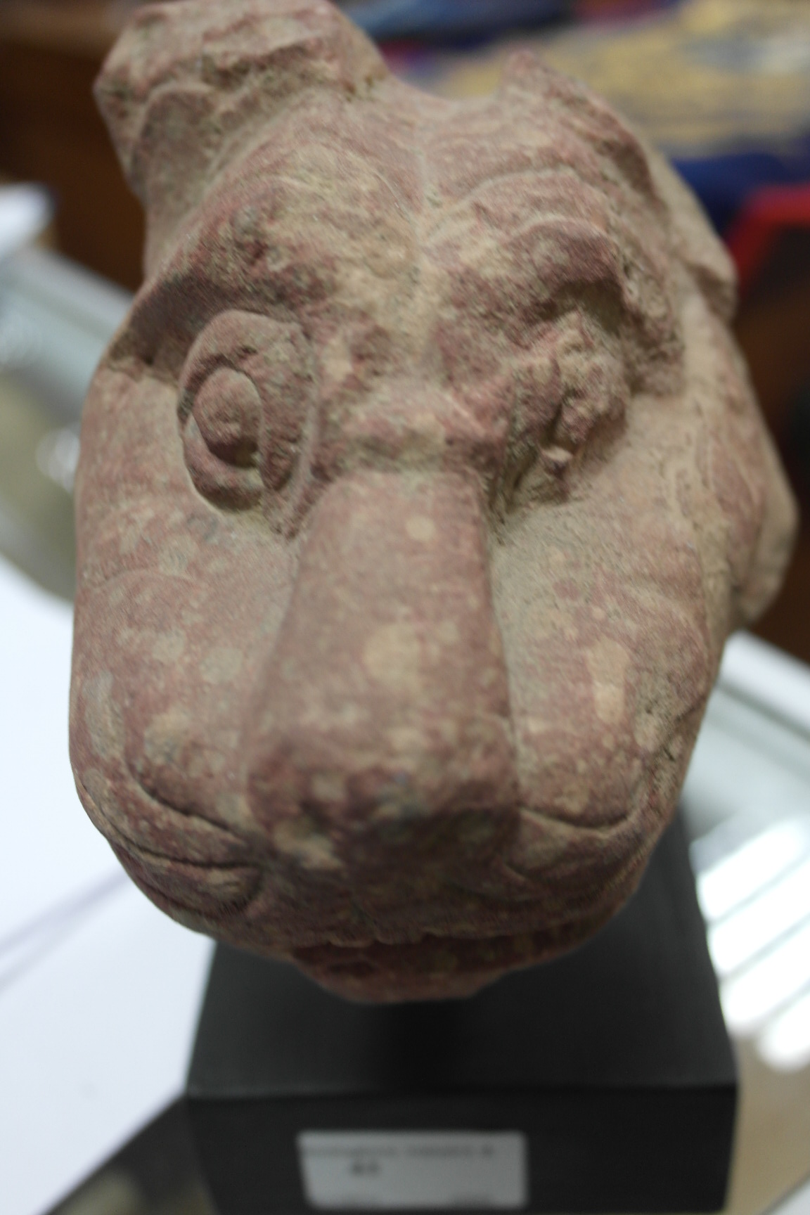 A 1st-2nd Century Stone Tiger's Head:
a carved red sandstone mounted tiger's head: Mathura - Image 2 of 5