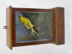 A vintage taxidermy canary in a glass fronted mahogany case, the case being est. 21 x 30 x  10 cms.