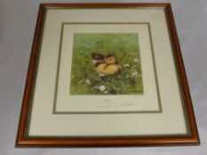 A Limited Edition Print after David Shepherd, entitled `Ziggy`, a very special Muscovy Ducking,