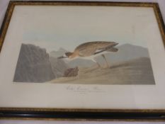 A hand coloured engraved print signed R Havell 1836 plate No. 70 entitled ""Rocky Mountain Plover""