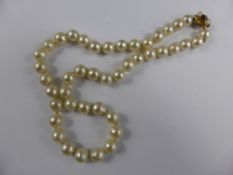 Lady`s String of Pearls, 0.8 mm, length 38 cms, approx 36 gms, 9ct gold clasp with single garnet.