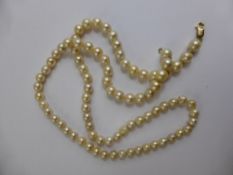 A Single Strand of Cultured Pearls, length 68 cms, the pearls approx .8mm, approx 64 cms