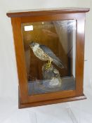 A taxidermy " Kestrel " on an ebonised mount presented in a glazed oak case, the case being