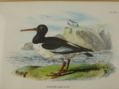 Three 19th century coloured prints depicting an oyster catcher, a spotted red shank and sandpipers.