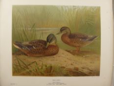 J.G. Millais, The Natural History of the British Surface-feeding Ducks, nr 535 of 600, with both