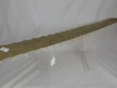 The Bill of a Swordfish measuring approximately 80 cms long.