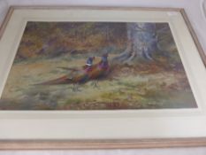 Original watercolour depicting two cock pheasants in a forest, signed Philip Rickman, framed and