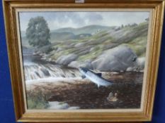 Tim Hares, Oil on Canvas, entitled `Home Again`, Salmon in Moreland Stream, approx 60 x 51 cms