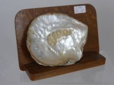 Two Pearl Oysters with Pearl Embryo on naturalistic oak stands together with a quantity of other