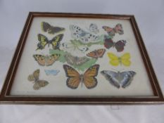 Arthur Wilson, Series of Watercolours, depicting butterflies, moths and insects and dragon fly