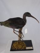 A Glossy Ibis from the Peter Farringdon Collection.