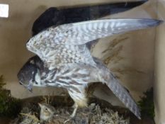 A Victorian Hobby Falcon clutching a skylark prey, taxidermist R. Reynolds of Norfolk in a wooden