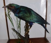 A Blue Winged Crystal Starling perched on a branch in an oak display case.