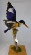 A Black Capped Kingfisher depicted in full wing preparing for flight.