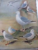 Approximately 40 nature classic pictures, depicting birds, animals flora and fauna by MacMillan.