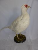 A taxidermy white pheasant on a black circular plinth, approx. 40 cms in height and 70 cms in