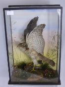 A taxidermy Kestrel standing on its prey, the glass case measuring approx. 35 x 18 x 49 cms.
