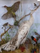 A Taxidermy Peahen with a woodpecker in flight with a brambling, chaffinch, two tanager birds and a