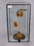 A taxidermy Finch on wild grasses in a glass case measuring approx. 24 x 21 x 41 cms.