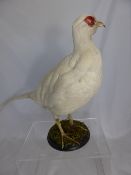 A taxidermy white Pheasant on a black circular plinth, approx. 40 cms in height and 70 cms length.