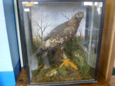 An Impressive Taxidermy Golden Eagle. The Eagle in a glass presentation case with Cheltenham