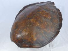 A Marine Turtle Shell, approx. 55 x 50 cms.