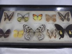 Three framed and glazed miscellaneous taxidermy Butterflies.