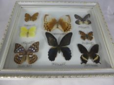 Three framed and glazed miscellaneous taxidermy Butterflies.