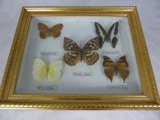 Four framed and glazed miscellaneous taxidermy Butterflies together with a fox skull. (5)