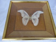 Framed and Glazed Mounted Atlas Moth.