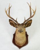 TAXIDERMISTRY - W.G. MACKAY, CALGARY, ALBERTA, STAG`S HEAD, mounted on a shield shaped stained pine