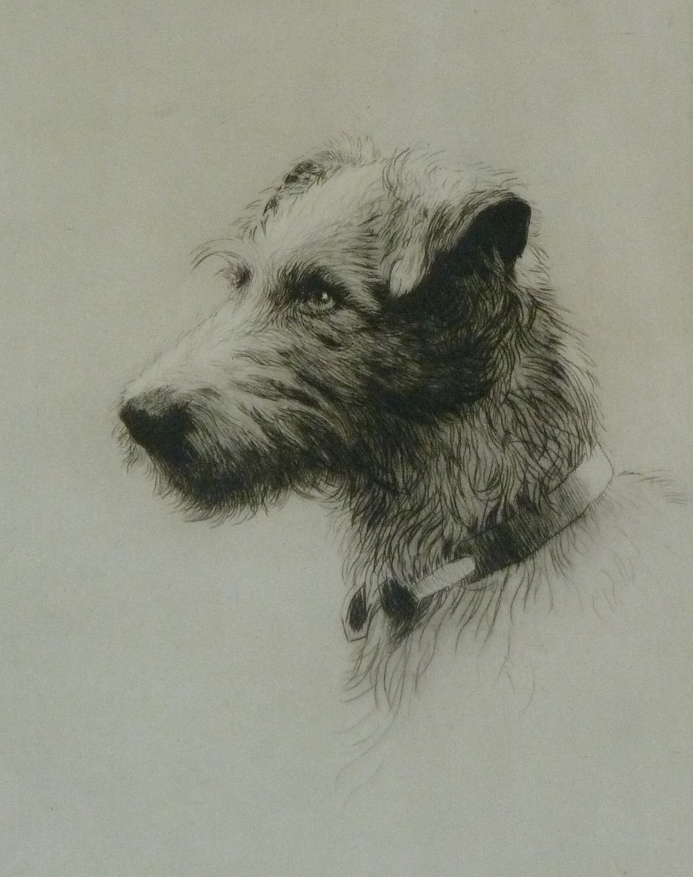 HARRY GOFFEY (1871-1951) ARTIST SIGNED ETCHING Head study of a Lurcher ""Cats!"" Signed  11 ½"" x 8
